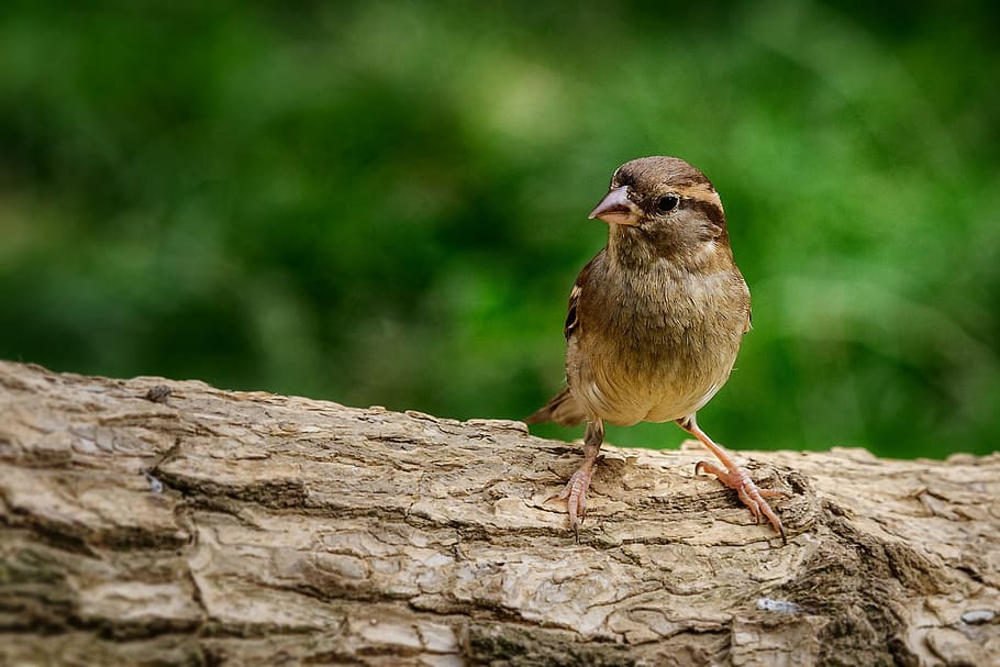 Sparrow, Bird, Nature, Sparrows, Close, plumage, animal, garden HD wallpaper
