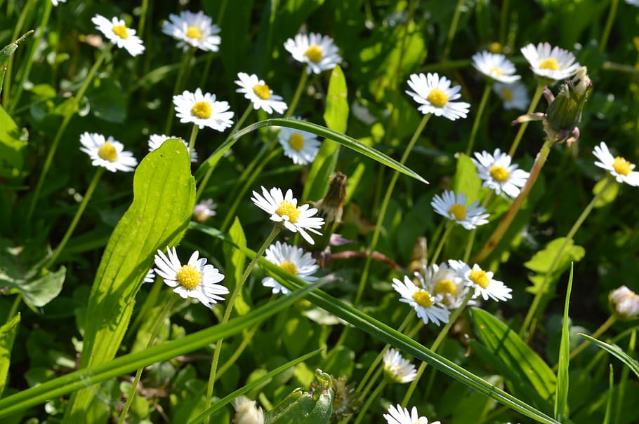 spring, daisy, blossom, nature, green, flower, grass, meadow HD wallpaper