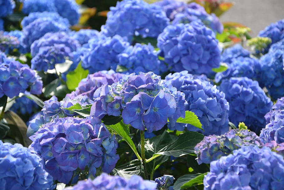 flowers hydrangeas blue, garden, massif, hedge, brittany, flowering plant, HD wallpaper