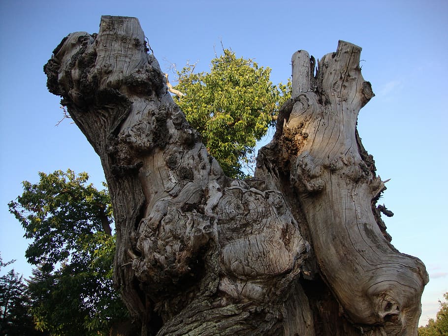 Wood, Bark, Texture, Material, Trunk, wood bark, nature, tree HD wallpaper