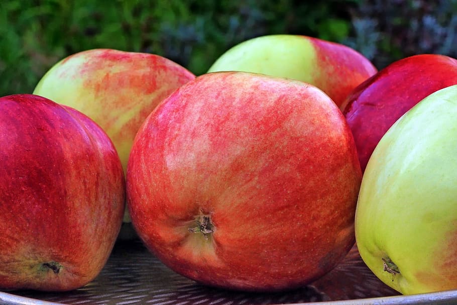 apple, grave steiner, pome fruit, summer apple, healthy, ripe HD wallpaper