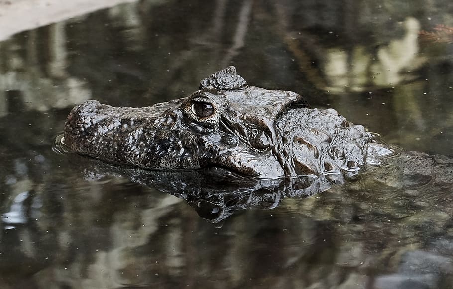 nature, crocodile, danger, one animal, animal themes, animal wildlife HD wallpaper