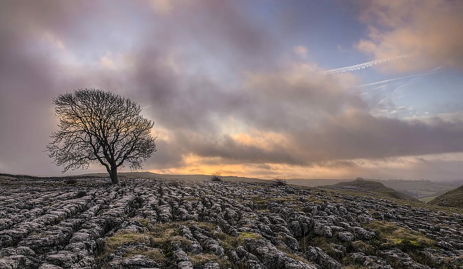 bare tree on field under grey clouds, rocky mountain, grass, hill HD wallpaper
