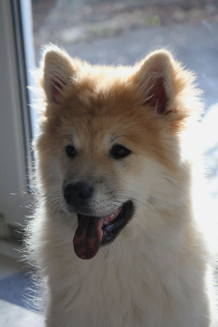 dog, young, eurasians, race, young dog, pet, puppy, purebred dog HD wallpaper