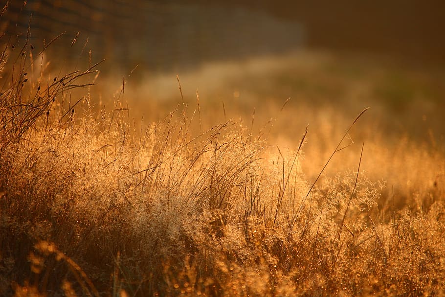 Grass, Plant, Sun, Sunset, Back Light, forest, autumn, mood HD wallpaper