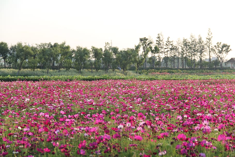 the scenery, flower, spring, plant, flowering plant, beauty in nature HD wallpaper