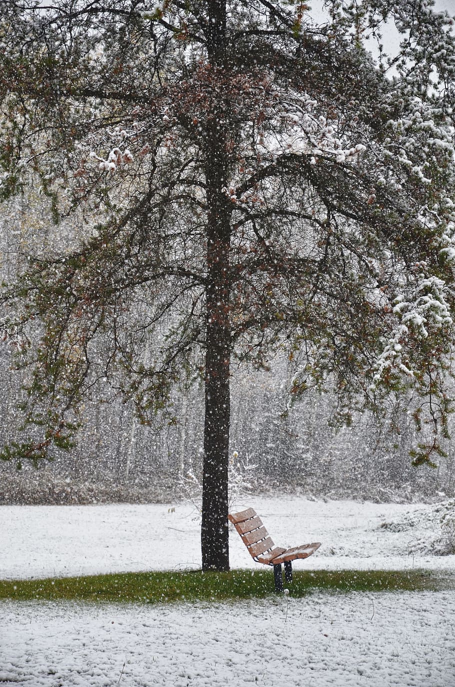 Bench, Winter, Tree, Peaceful, Branch, cold, contrast, decorative HD wallpaper