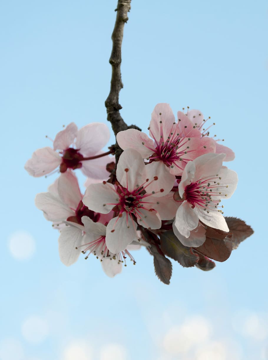 flower, cherry, branch, nature, flora, blooming, bright, garden HD wallpaper