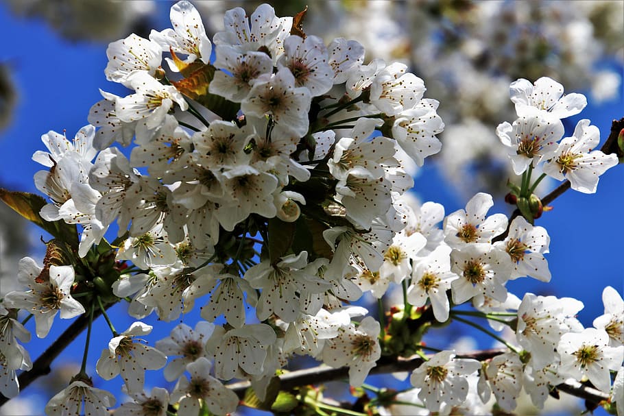 spring, sad, fruit trees, blooms, flower, nature, plant, branch HD wallpaper