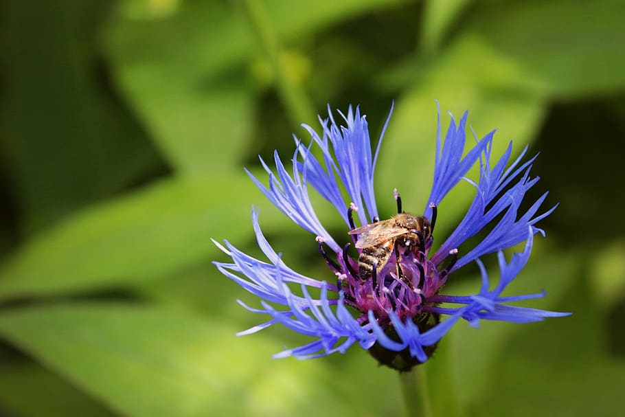Flowers, Cornflower, Bee, summer, green, blue, nature, plant HD wallpaper