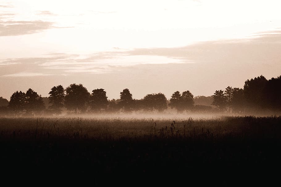 fog, abendstimmung, evening, landscape, nature, mood, sunset HD wallpaper