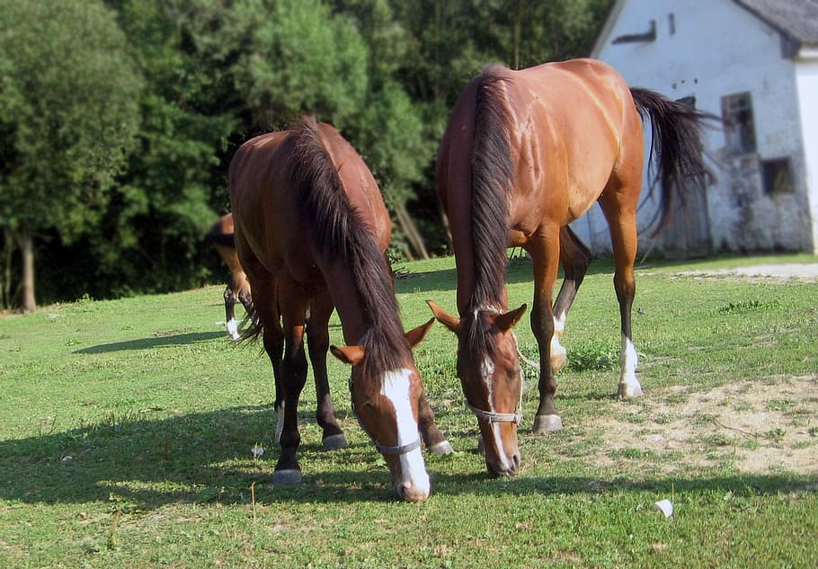 Horses, Mares, Grazing, livestock, domestic animals, day, foal HD wallpaper