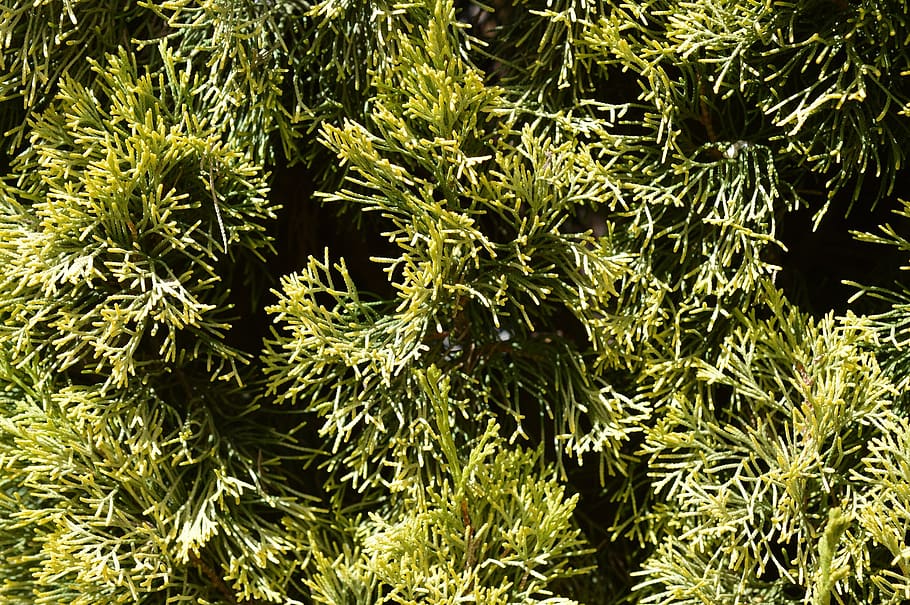 pine tree, foliage, nature, green, leaf, coniferous, evergreen HD wallpaper