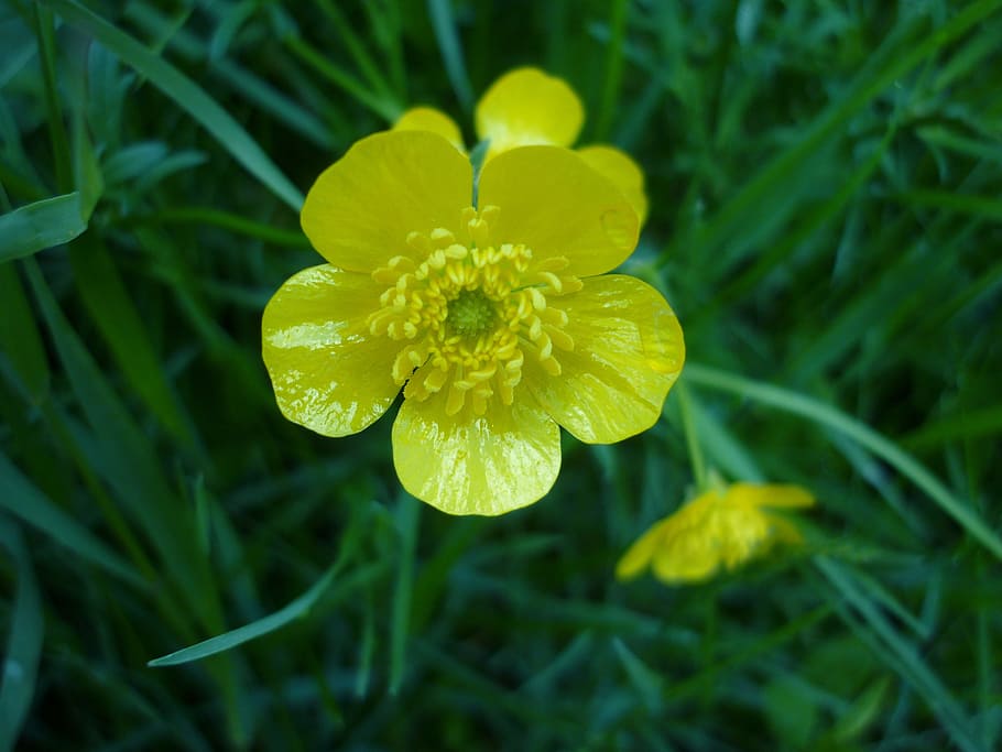 flower, toxic, yellow, environment, risk, sign, green, nature HD wallpaper