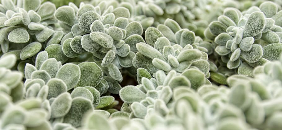 macro photography of green jade plant lot, succulent, hairs HD wallpaper