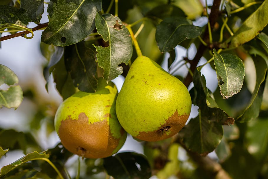 pears, stainless, fruit, nutrition, fruits, food, tree, plant HD wallpaper