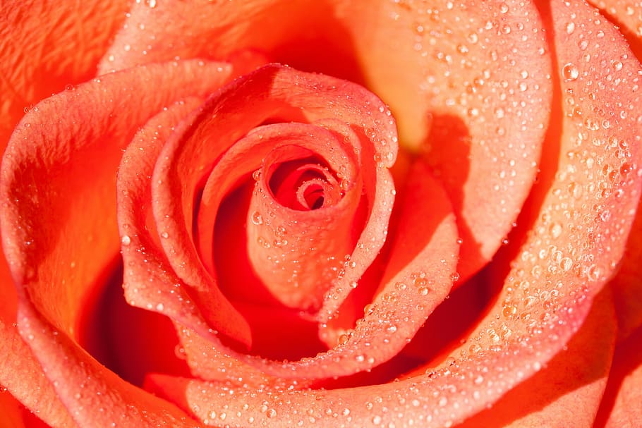 closeup photo of orange petaled rose with water dew, composites HD wallpaper