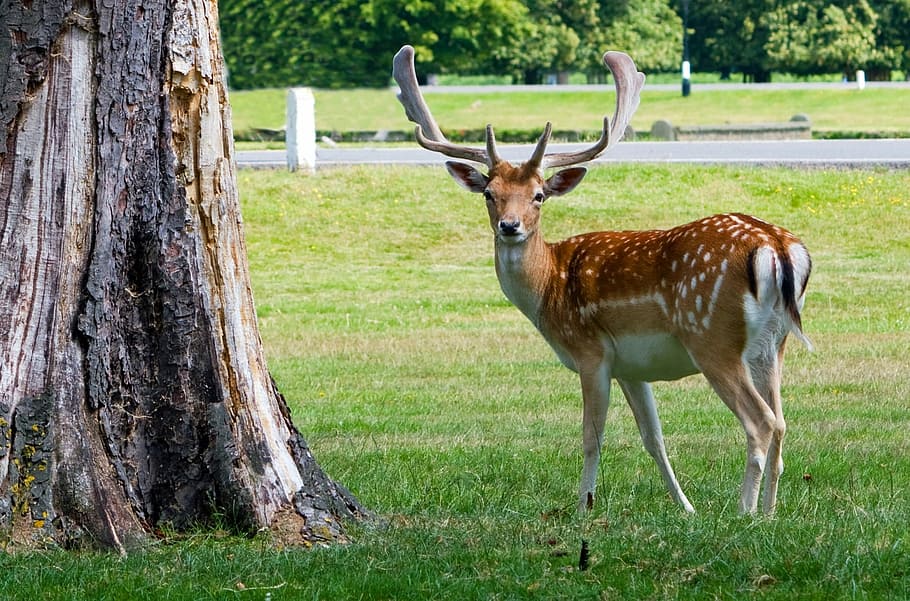 Buck near tree trunk, deer, roe deer, portrait, antlers, beautiful, HD wallpaper