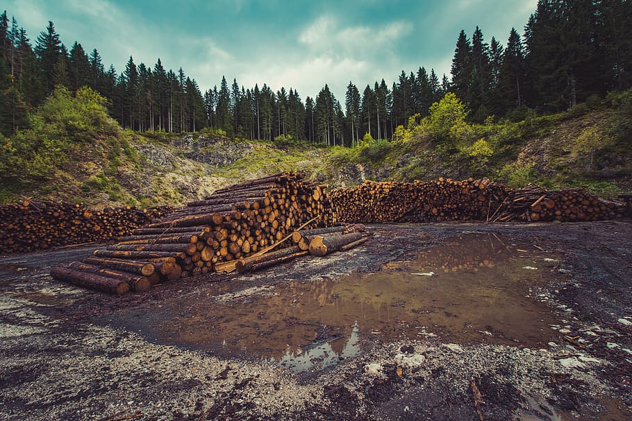 pile of brown logs surrounded with trees, forestry, logging HD wallpaper