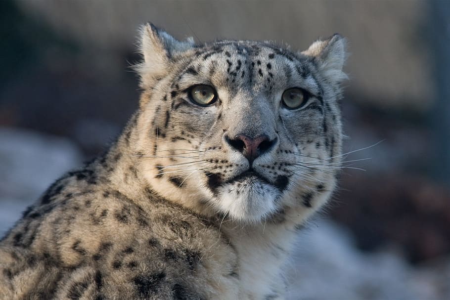 brown and black cheetah, snow leopard, panthera uncia, cat, zoo, HD wallpaper