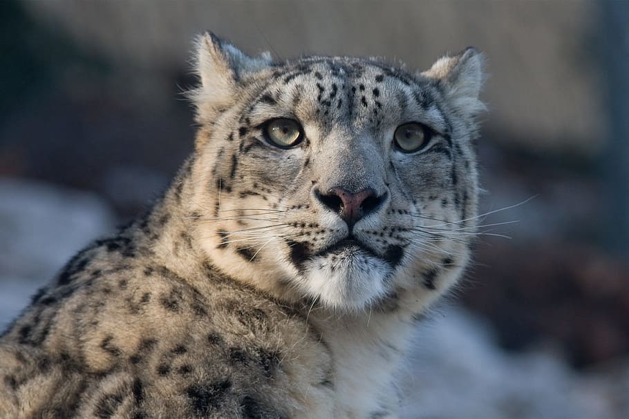 brown and black cheetah, snow leopard, panthera uncia, cat HD wallpaper