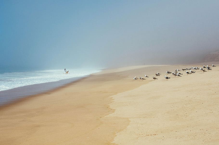 flock of birds walking on beach shore, flock of birds at the shore during day HD wallpaper
