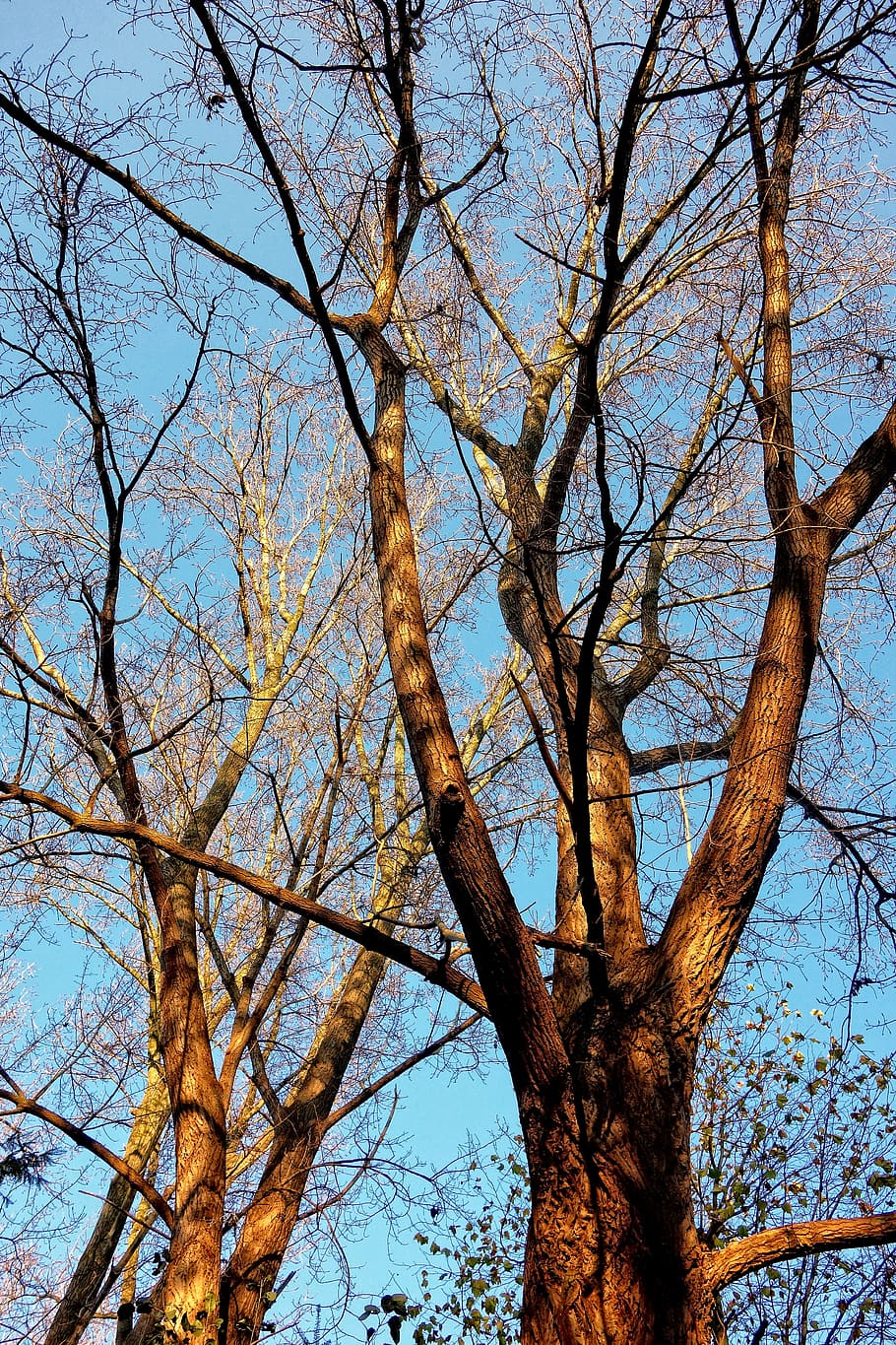 trees, tree tops, trunk, branch, two trees, bare branches, deciduous HD wallpaper