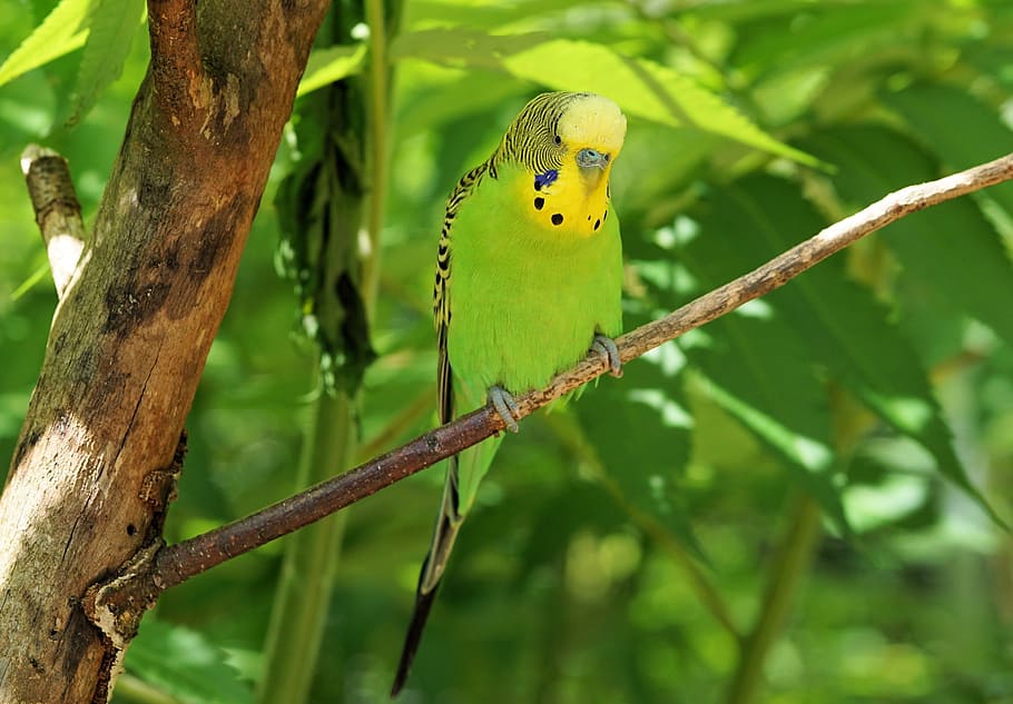 green and yellow parakeet on tree branch, budgie, bird, animal, HD wallpaper