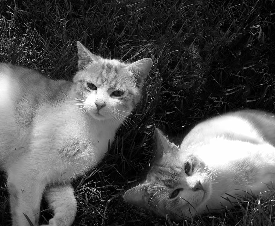cat, tomcat, cats, animal, domestic Cat, pets, cute, kitten HD wallpaper
