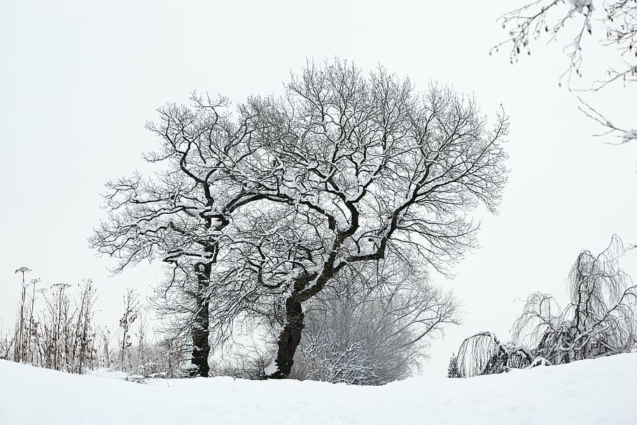 winter, snow, tree, wintry, crown, white, plant, beauty in nature HD wallpaper