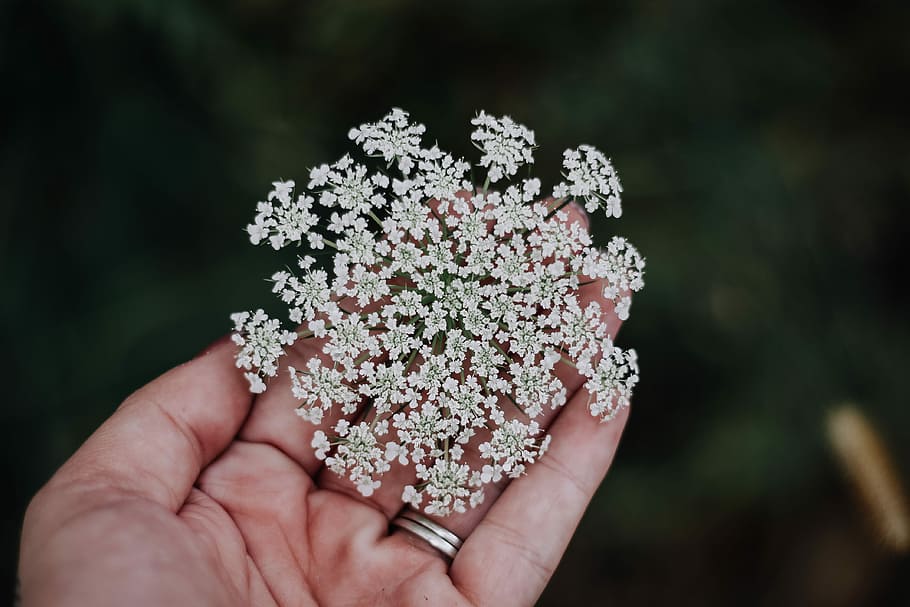 person holding flwoer, tilt shift lens photography of white flowers, HD wallpaper