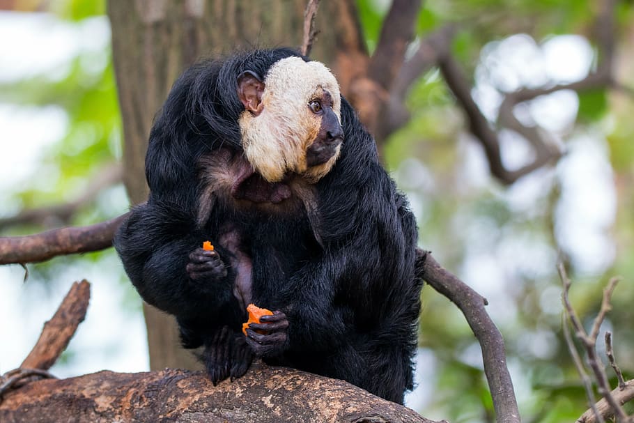 face-white-saki-monkey-primate-pithecia.jpg