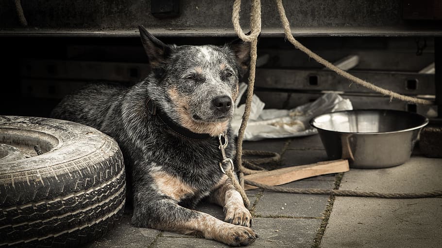 Dog, Heat, Old, Alone, Leash, Road, on leash, out, indoors HD wallpaper
