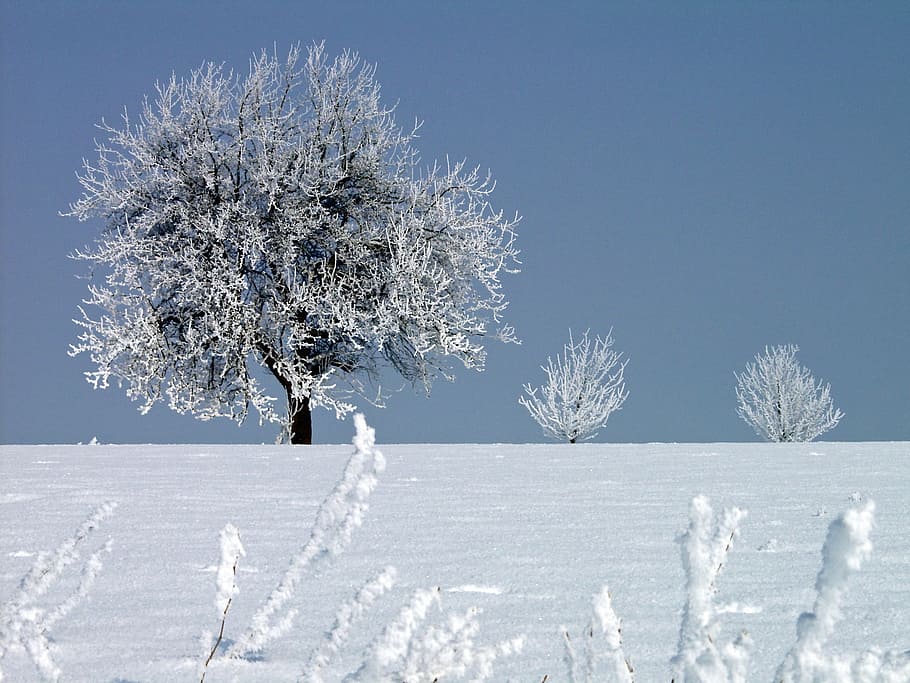 hoarfrost, winter, cold, tree, wintry, zing temperatures, frozen HD wallpaper