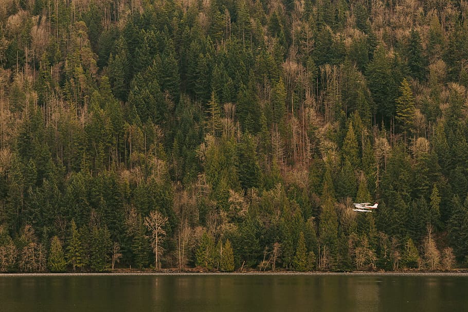 aerial photography of green leaf trees at daytime, white biplane flying above the water HD wallpaper