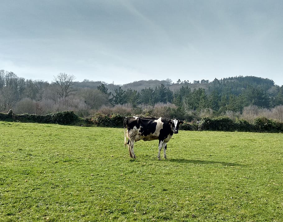 cow, grass, nature, domestic, domestic animals, mammal, animal themes HD wallpaper