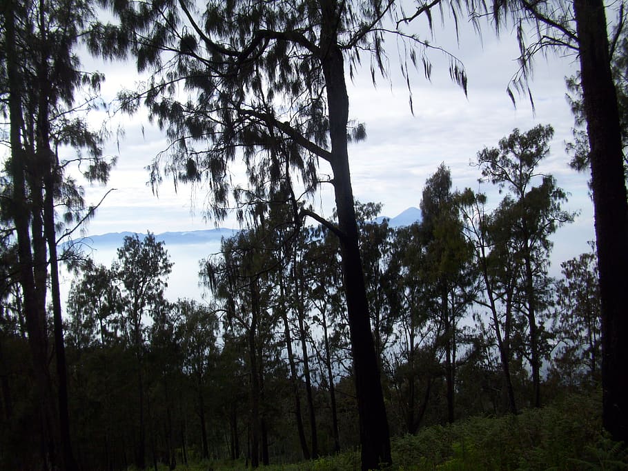 forest, mount, the tree, indonesian, plant, tranquility, land HD wallpaper