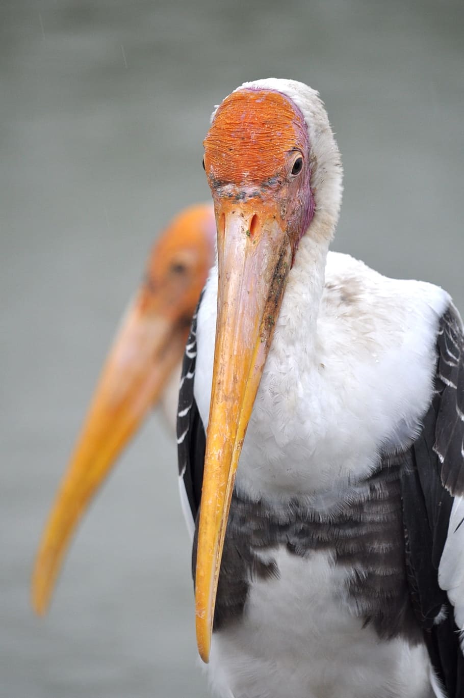 bird, animals, beak, vertebrate, animals in the wild, animal wildlife HD wallpaper