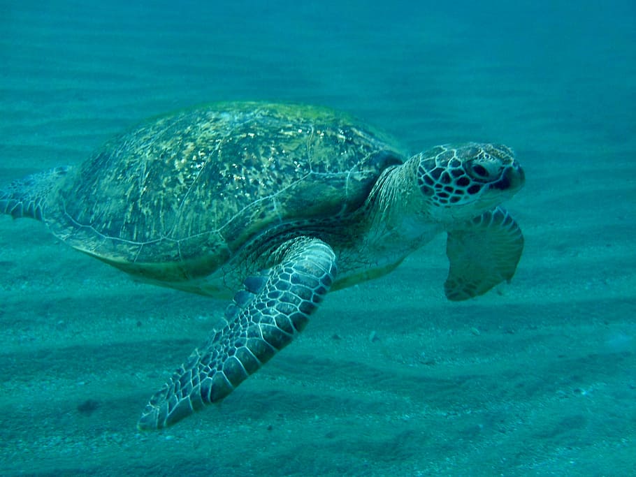 sea turtle, Sea ​​Turtle, Egypt, marsa mubarak, devilfish HD wallpaper