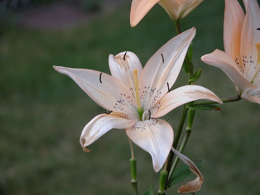 Flower, Lily, Macro, White, flower head, petal, close-up, plant HD wallpaper