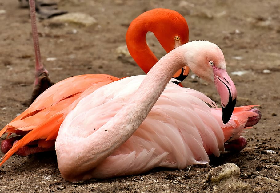 shallow focus photography of pink flamingo, bird, pairing, water HD wallpaper