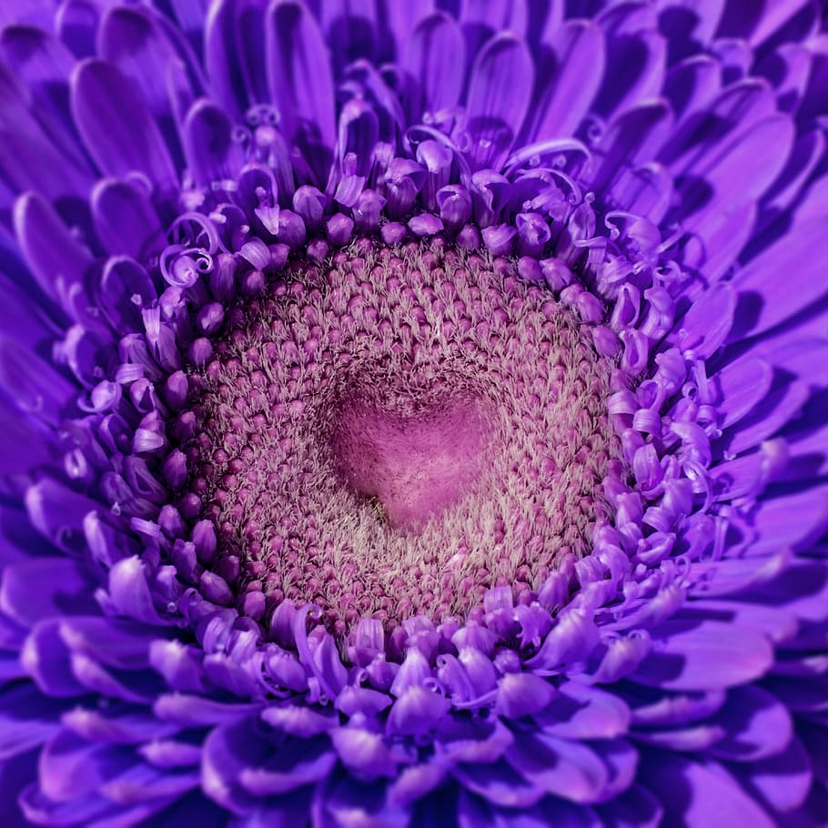 close-up photo of purple chrysanthemum, gerbera, composites HD wallpaper