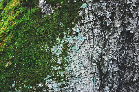 Closeup shot of moss and tree bark texture, textures, abstract HD wallpaper