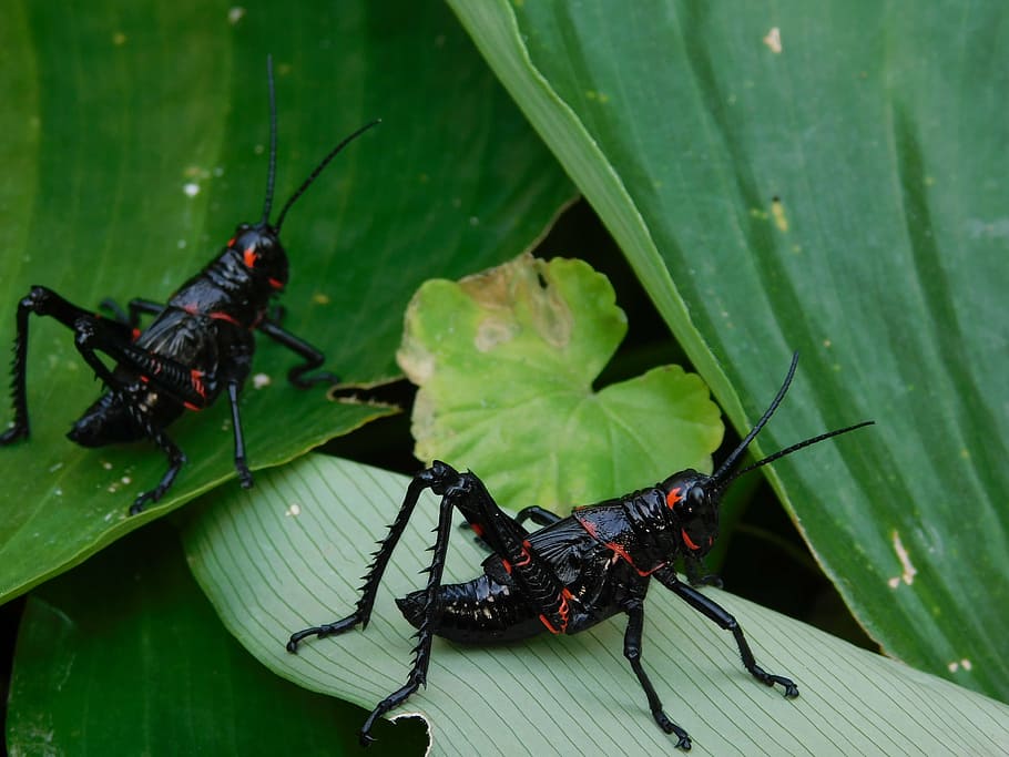 animals, insects, macro, nature, lobster, grasshopper, green color HD wallpaper