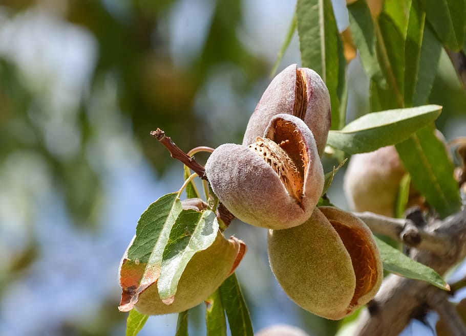 nature, flora, leaf, tree, garden, food, agriculture, almond HD wallpaper