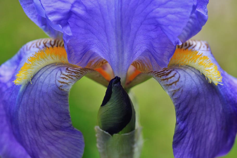 iris, flower macro, blossom, bloom, bud, lily family, flora HD wallpaper