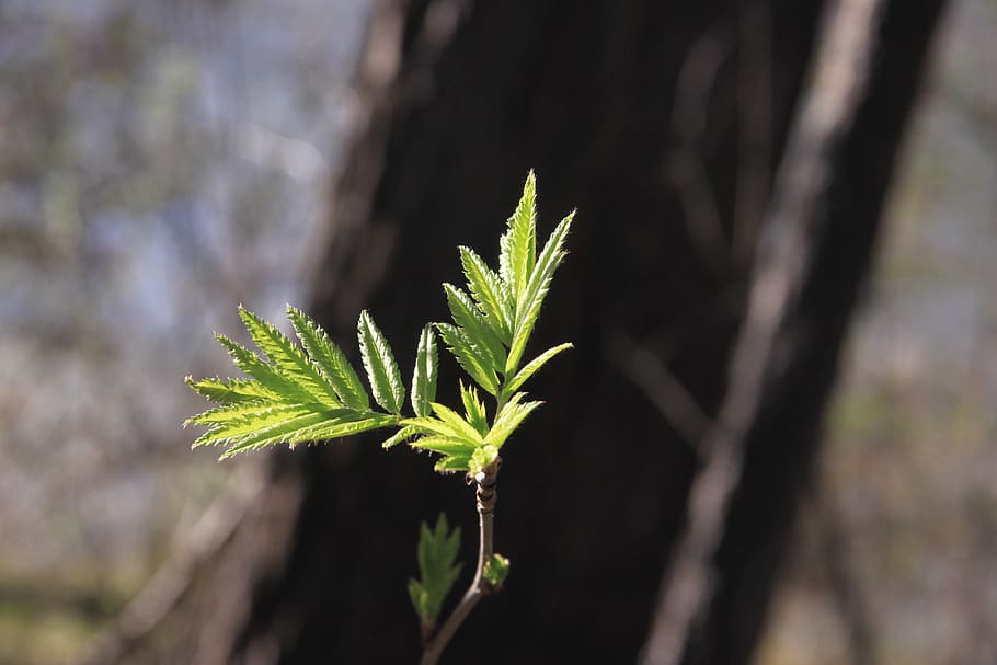 spring, sheet, tree, green leaves, forest, kidney, greens, closeup HD wallpaper