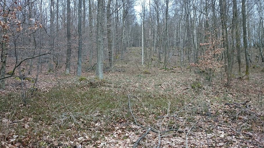 March, Forest, Nature, Kahl, Cold, Bleak, tree, day, no people HD wallpaper