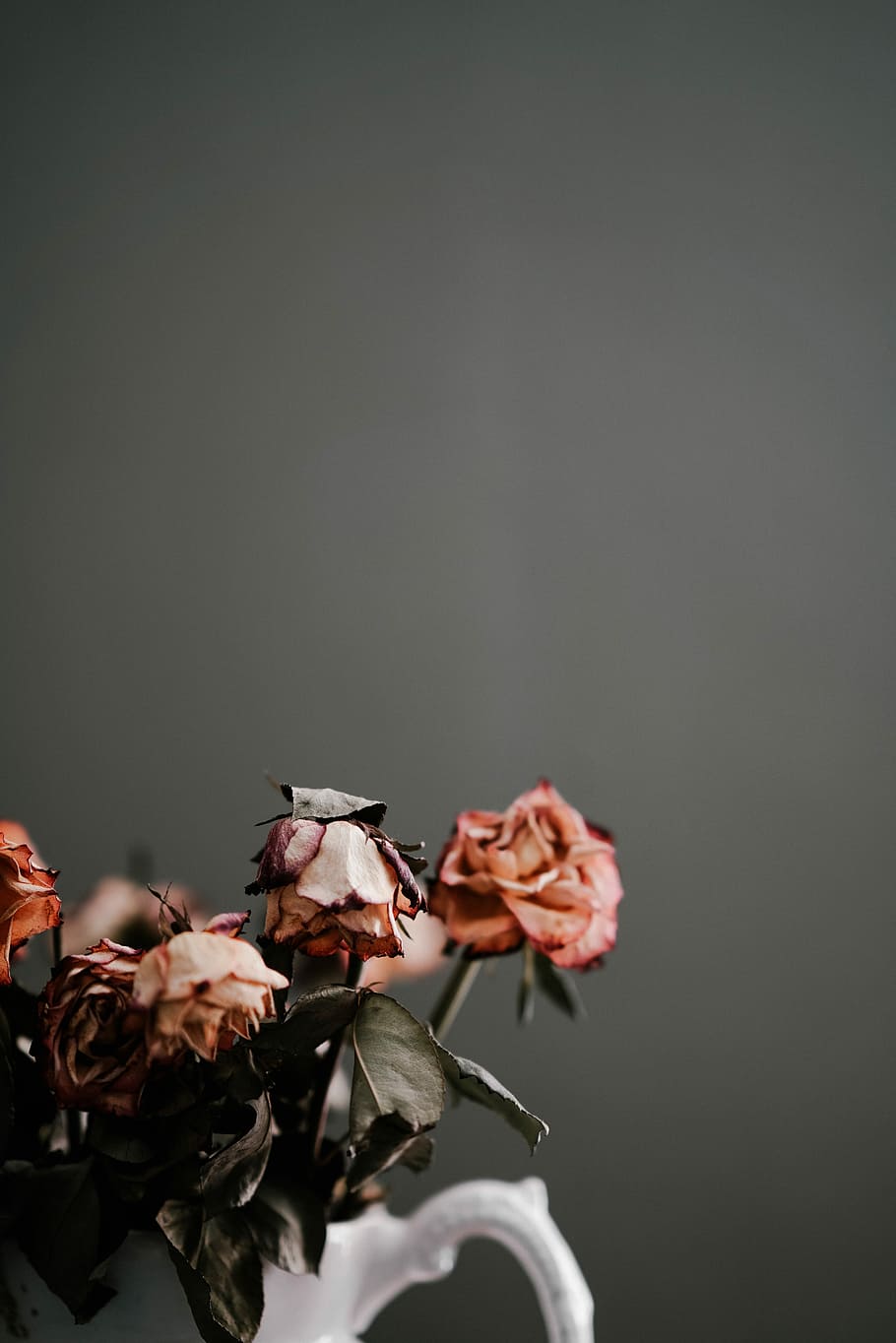 30k Dying Rose Pictures  Download Free Images on Unsplash
