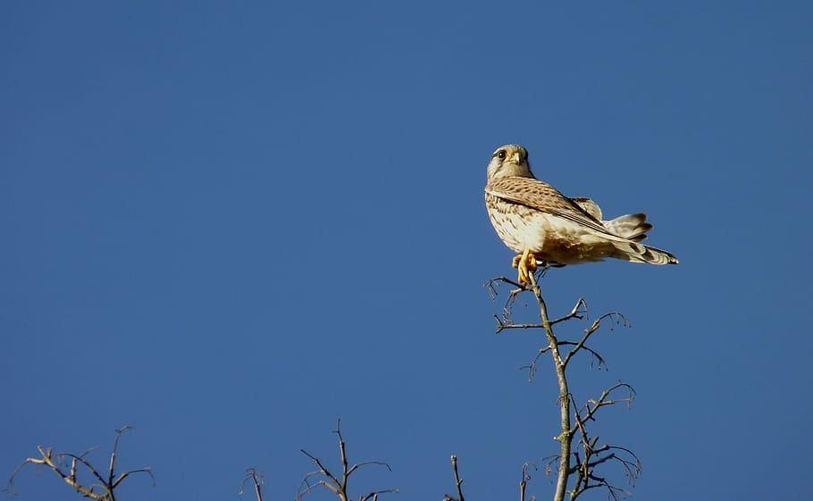 falcon, bird, sky, sit, branch, nature, rest, landscape, blue